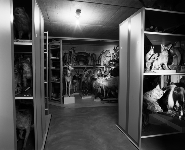 Lagerraum Naturmuseum
