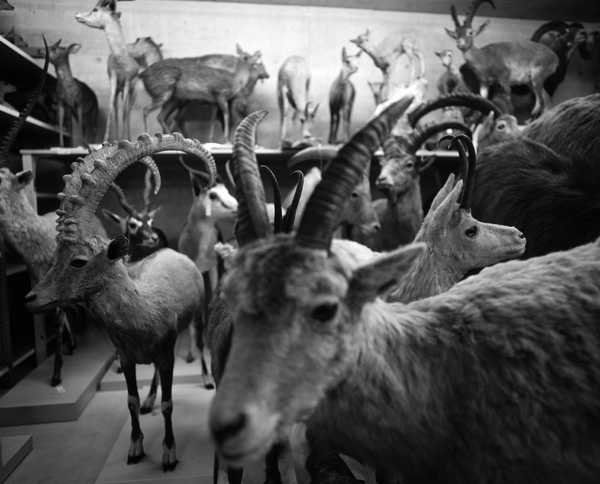 Lagerraum Naturmuseum