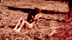 Videoclip Morbid